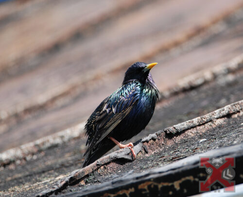 A Bird on the Roof