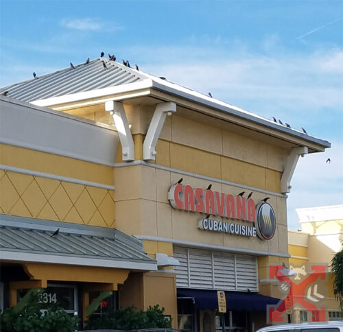 Birds on Storefront